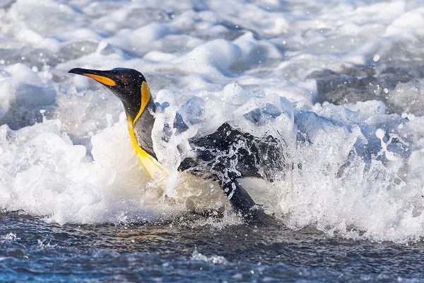Goff, Ellen B. 아티스트의 Southern Ocean-South Georgia-A king penguin surfs the waves to the shore작품입니다.